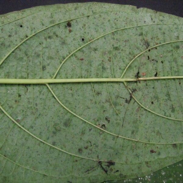 Witheringia coccoloboides Leaf