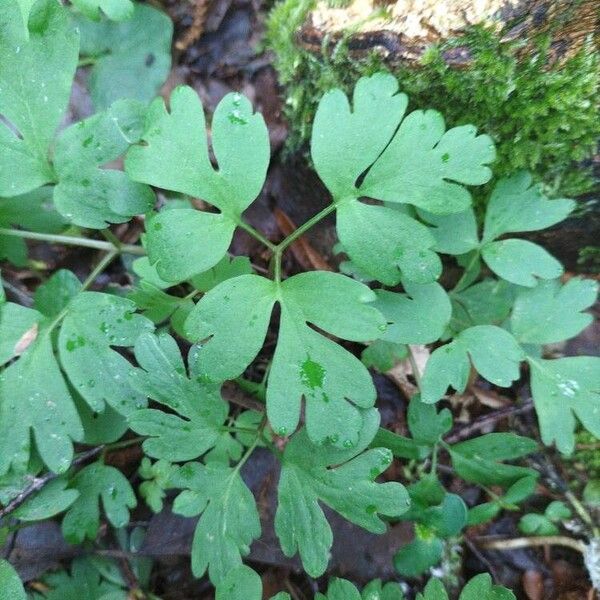 Adoxa moschatellina Fuelha