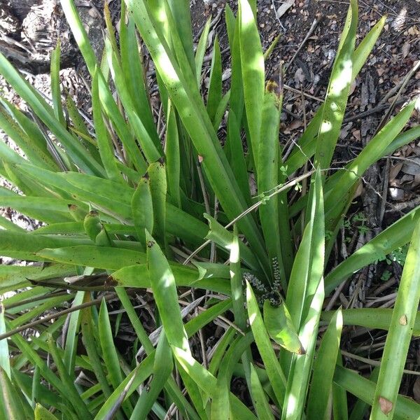 Bromelia karatas Hàbitat