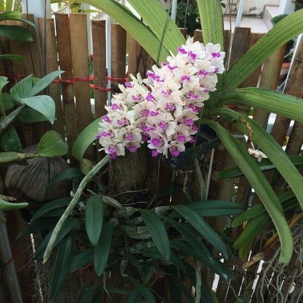 Rhynchostylis gigantea Flower