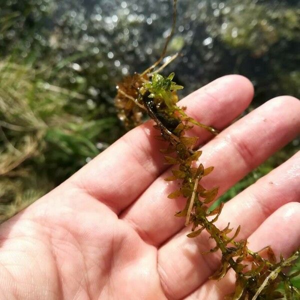 Elodea canadensis Leaf