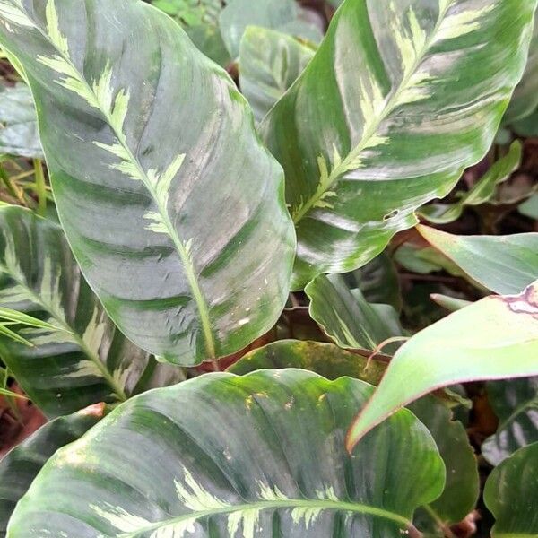 Calathea louisae عادت داشتن