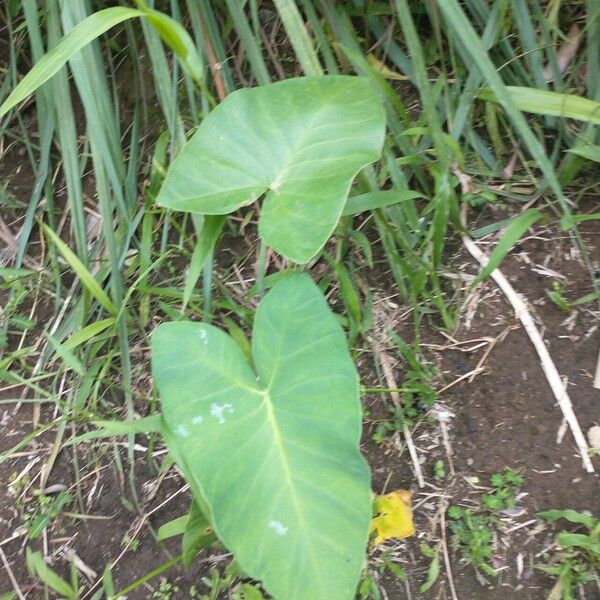 Xanthosoma sagittifolium Leaf