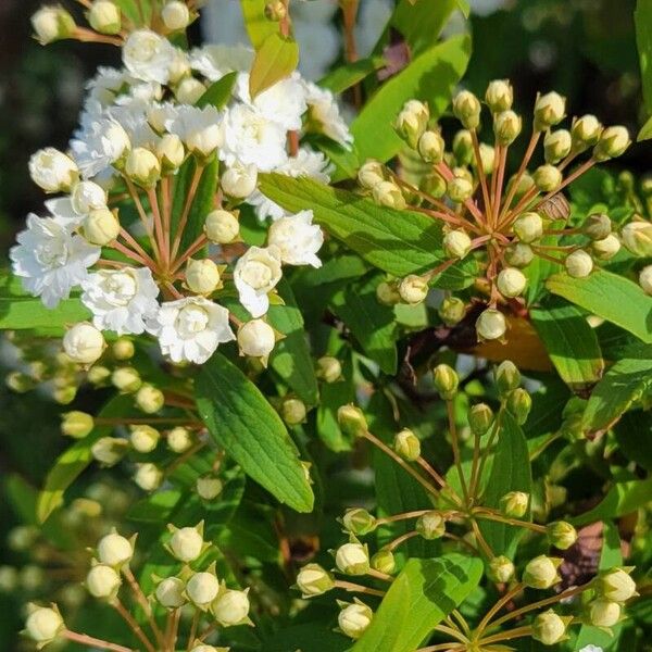 Spiraea cantoniensis ফুল