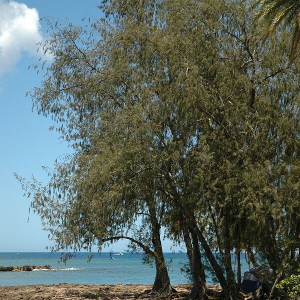 Casuarina equisetifolia Habitat