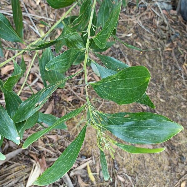 Acacia mangium ഇല