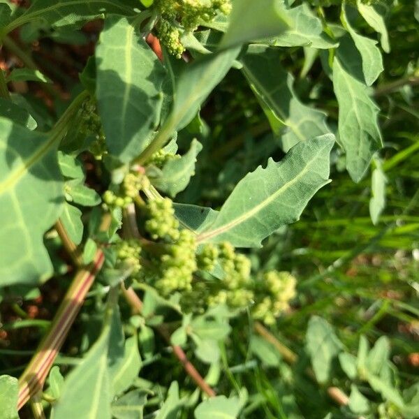 Oxybasis glauca Flower