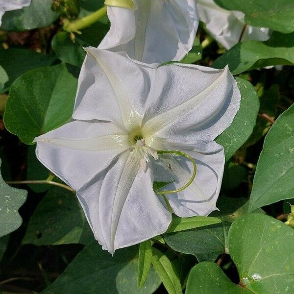 Ipomoea alba Blüte