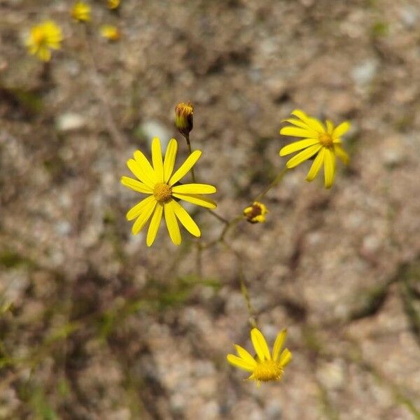 Senecio gallicus Flower