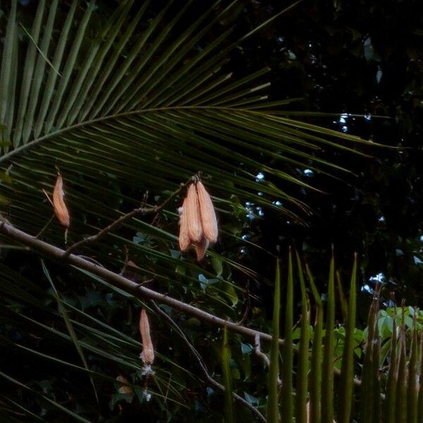 Ceiba pentandra Fruit