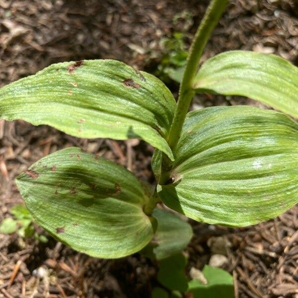 Epipactis muelleri Leaf