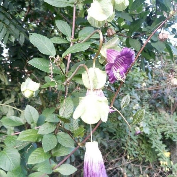 Cobaea scandens Žiedas