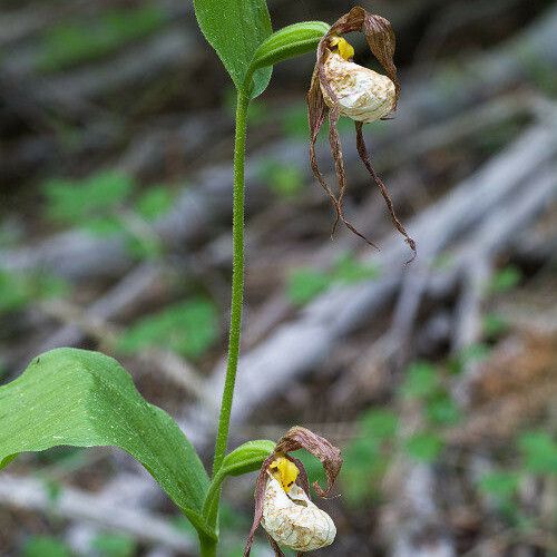 Cypripedium montanum Flower