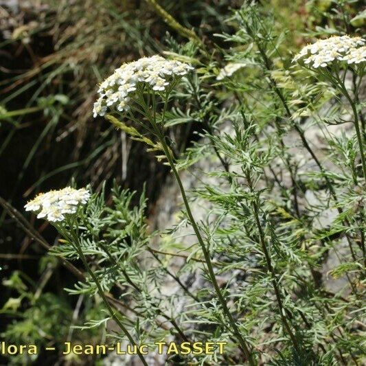 Achillea chamaemelifolia Hàbitat