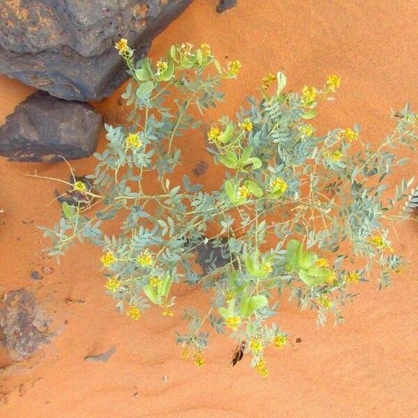 Senna alexandrina Habit