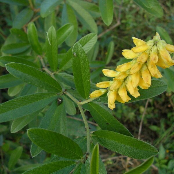 Eriosema psoraleoides Fleur