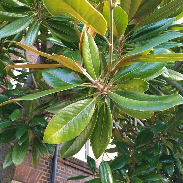 Magnolia virginiana Fulla