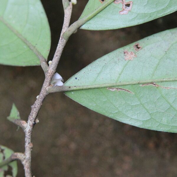 Octolepis casearia Leaf