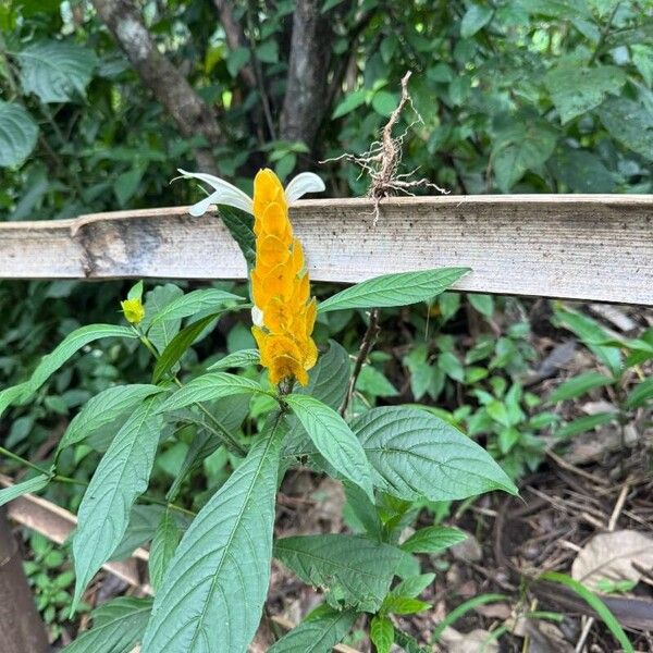 Pachystachys lutea Blodyn