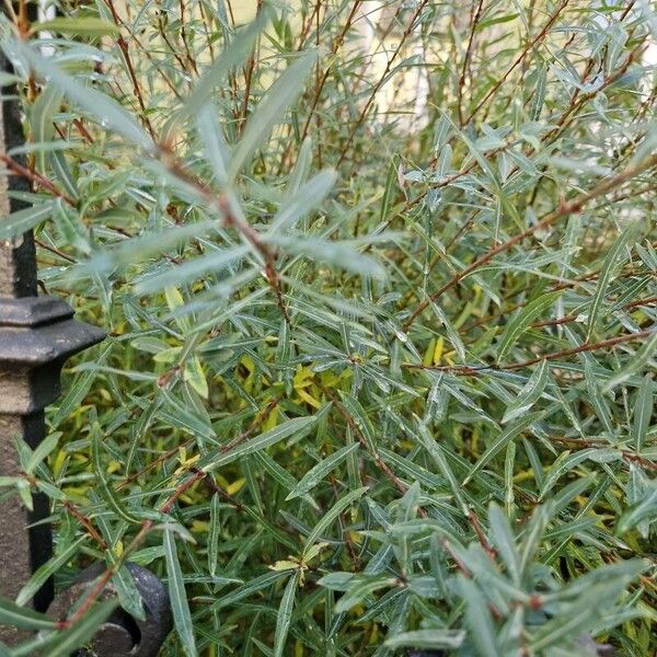 Salix purpurea عادت