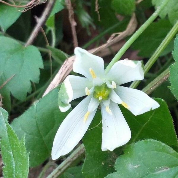 Ornithogalum umbellatum Flor