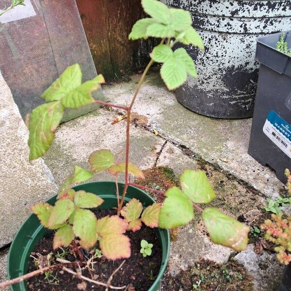 Rubus fruticosus Blatt