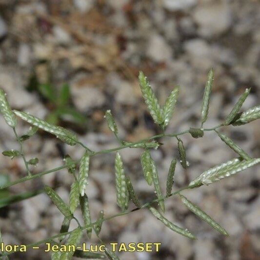 Eragrostis cilianensis Bloem