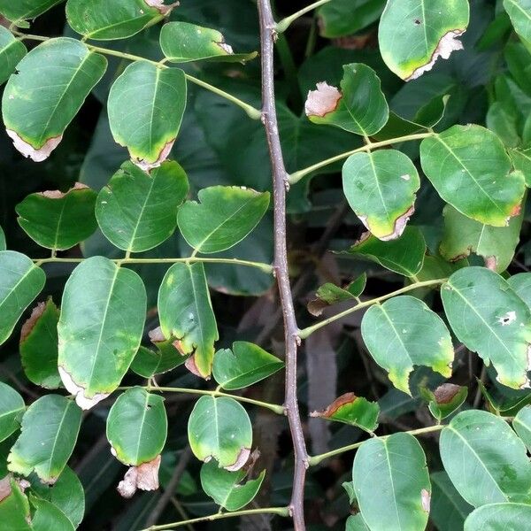 Pterocarpus officinalis Leaf