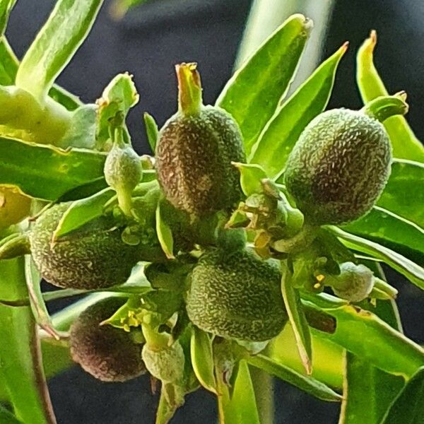 Euphorbia agowensis Fruto