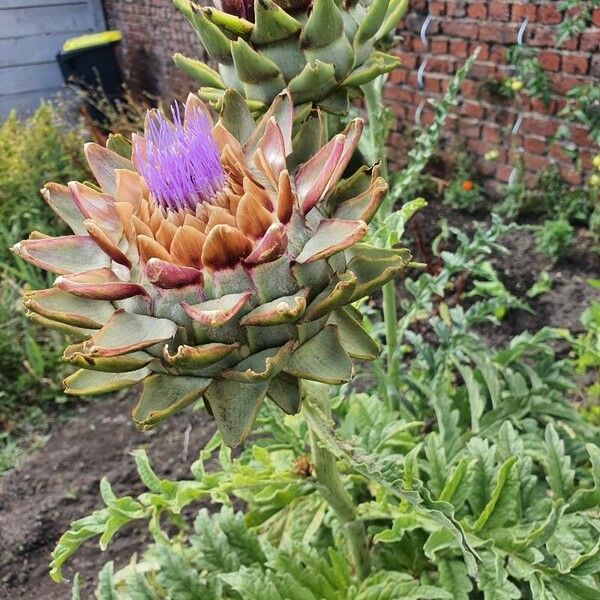 Cynara scolymus Çiçek