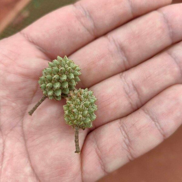 Casuarina equisetifolia പുഷ്പം