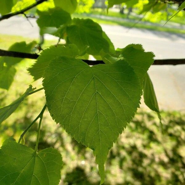 Tilia americana Blad