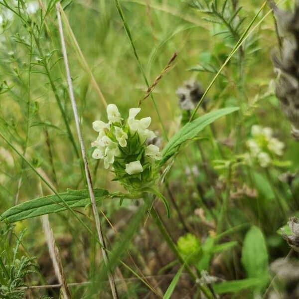 Prunella laciniata Flor