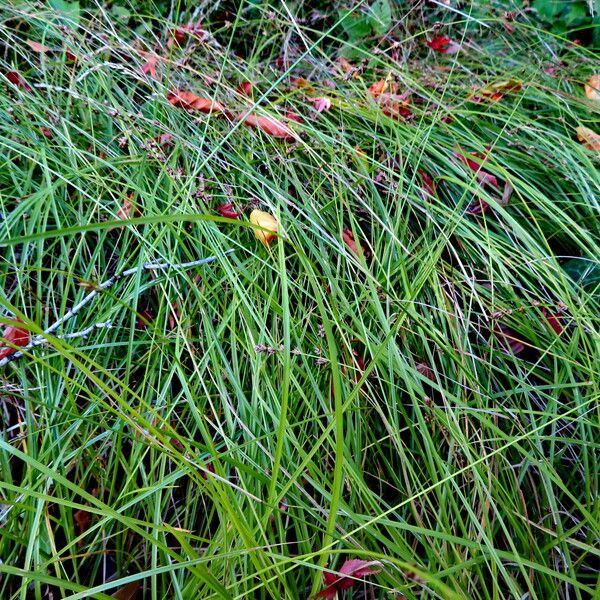 Carex divulsa Hábito