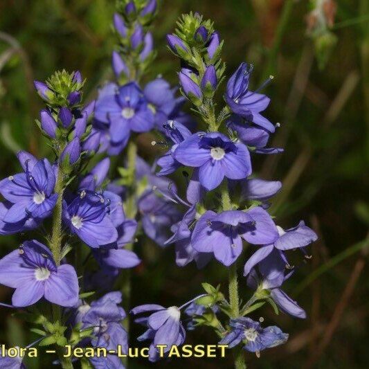 Veronica satureiifolia Flower