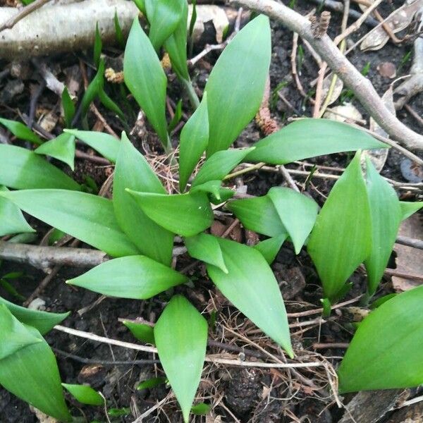 Allium ursinum Liść