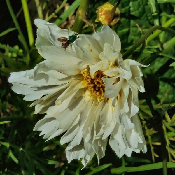 Cosmos caudatus Blomst