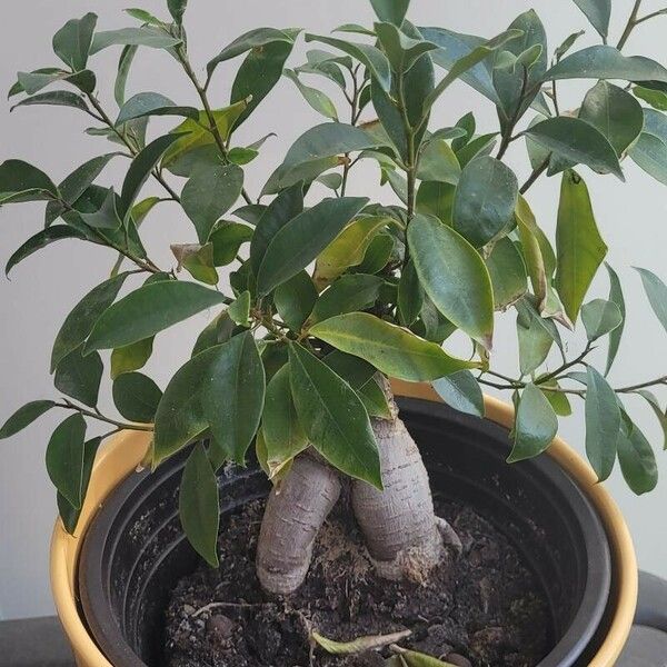 Ficus microcarpa 整株植物