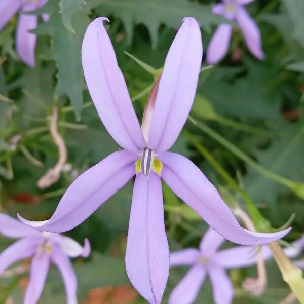 Lithotoma axillaris Blomma