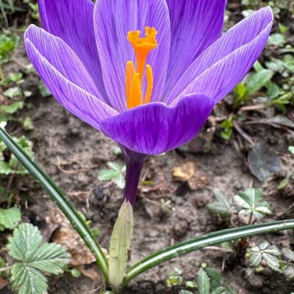 Crocus neapolitanus Žiedas