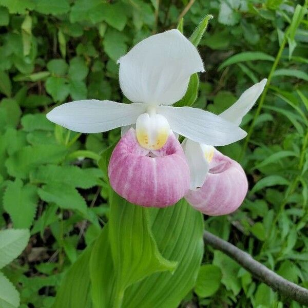 Cypripedium reginae Flower