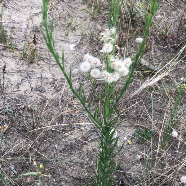 Erigeron bonariensis Buveinė