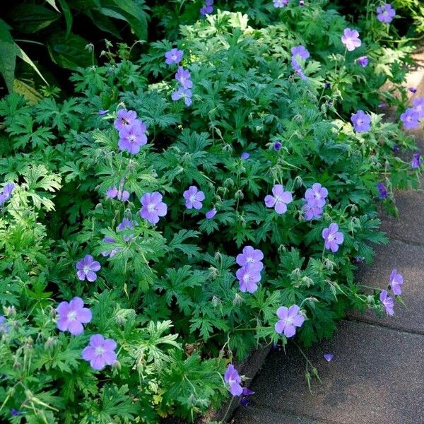 Geranium pratense Costuma