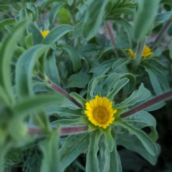 Asteriscus aquaticus Flower