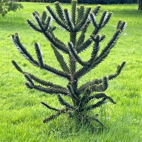 Araucaria angustifolia पत्ता