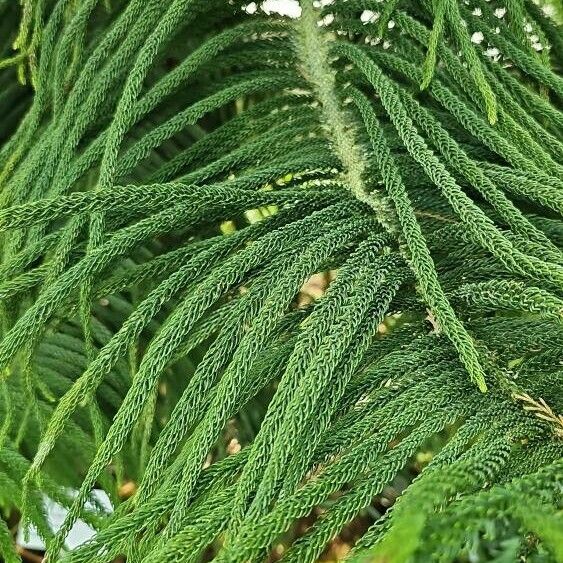 Araucaria heterophylla Hoja