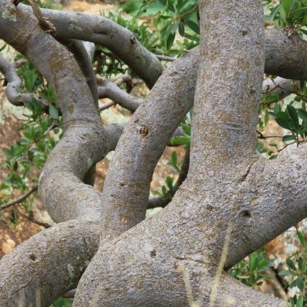 Ficus salicifolia Lubje