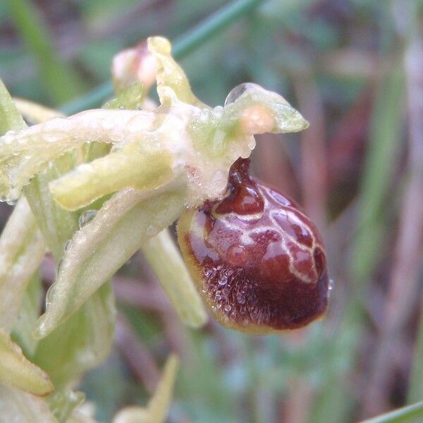 Ophrys aranifera Квітка