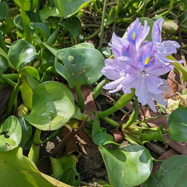 Eichhornia crassipes Λουλούδι