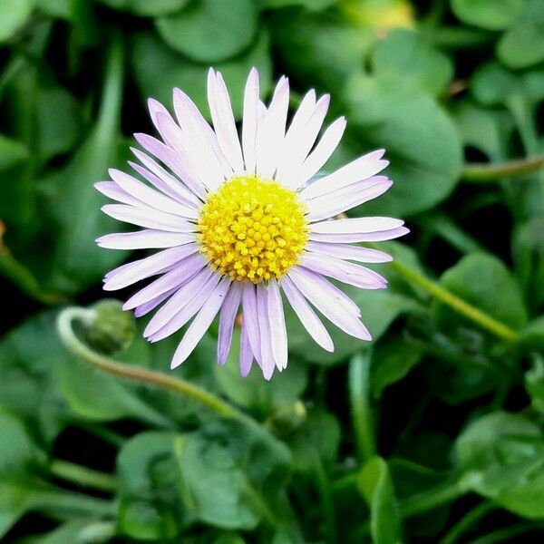 Bellis rotundifolia Kvet